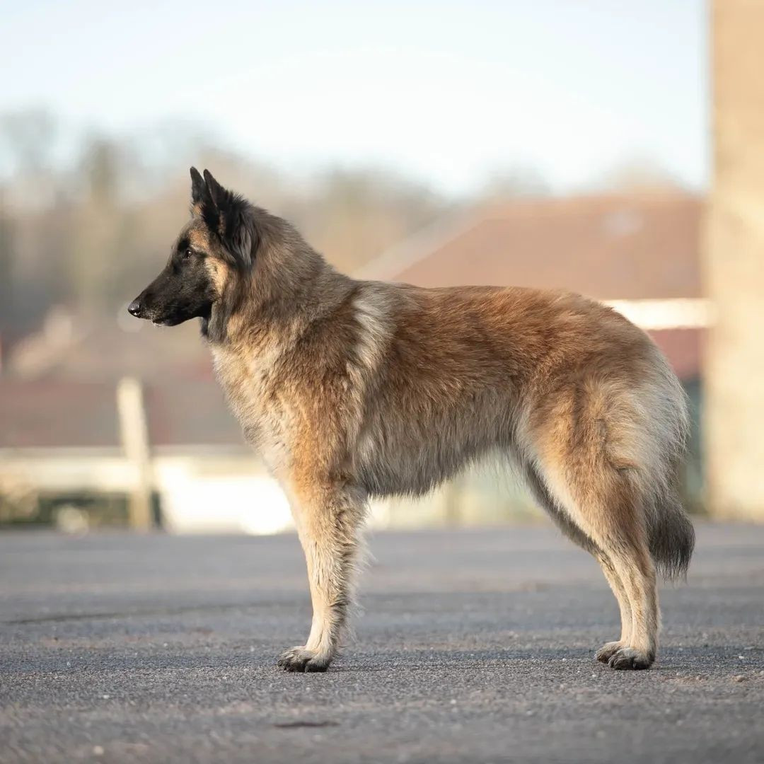 Tizia De La Carrière Du Dragon