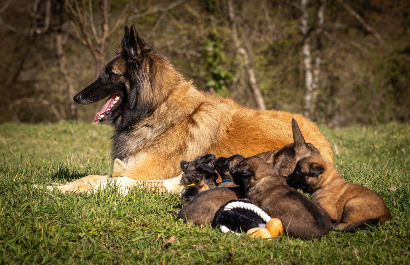 Chiot Berger Belge De La Vallée De Beauregard