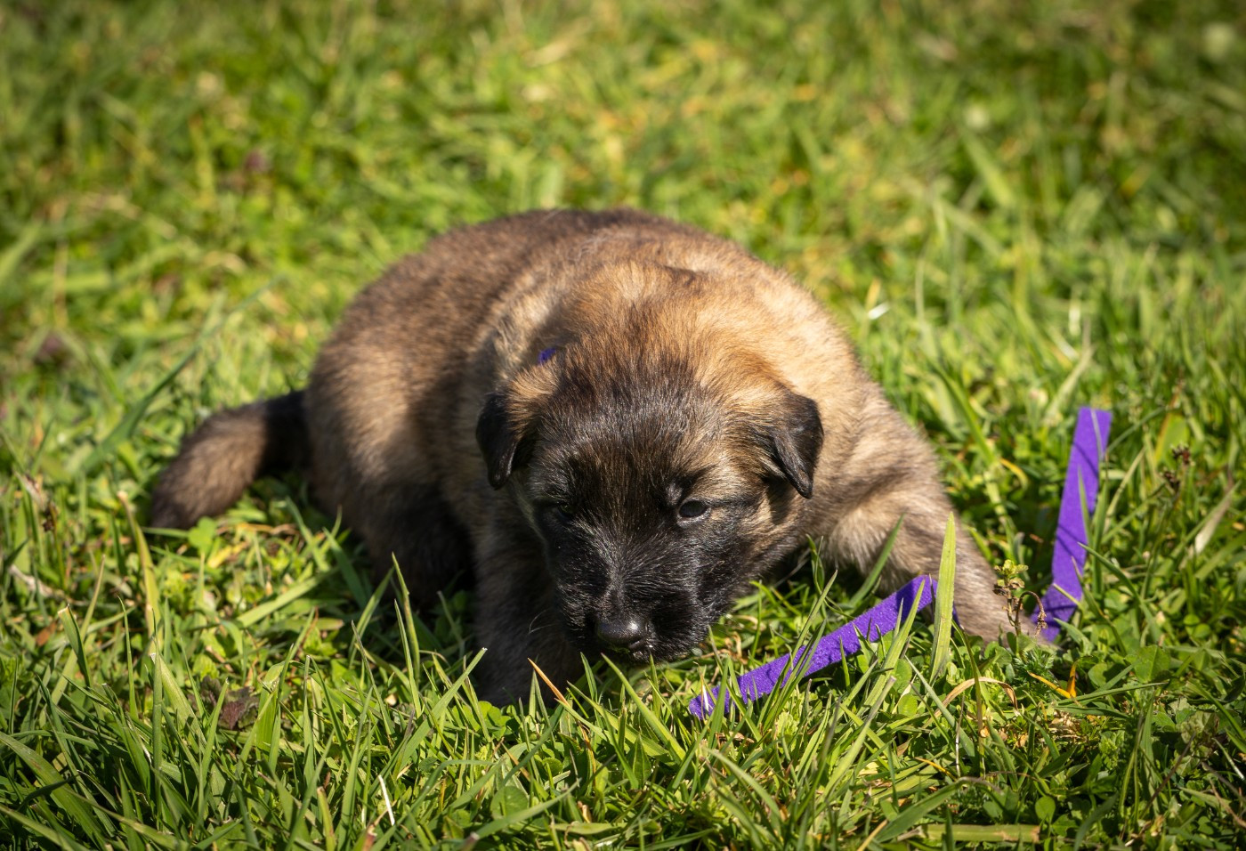 De La Vallée De Beauregard - Chiots disponibles - Berger Belge