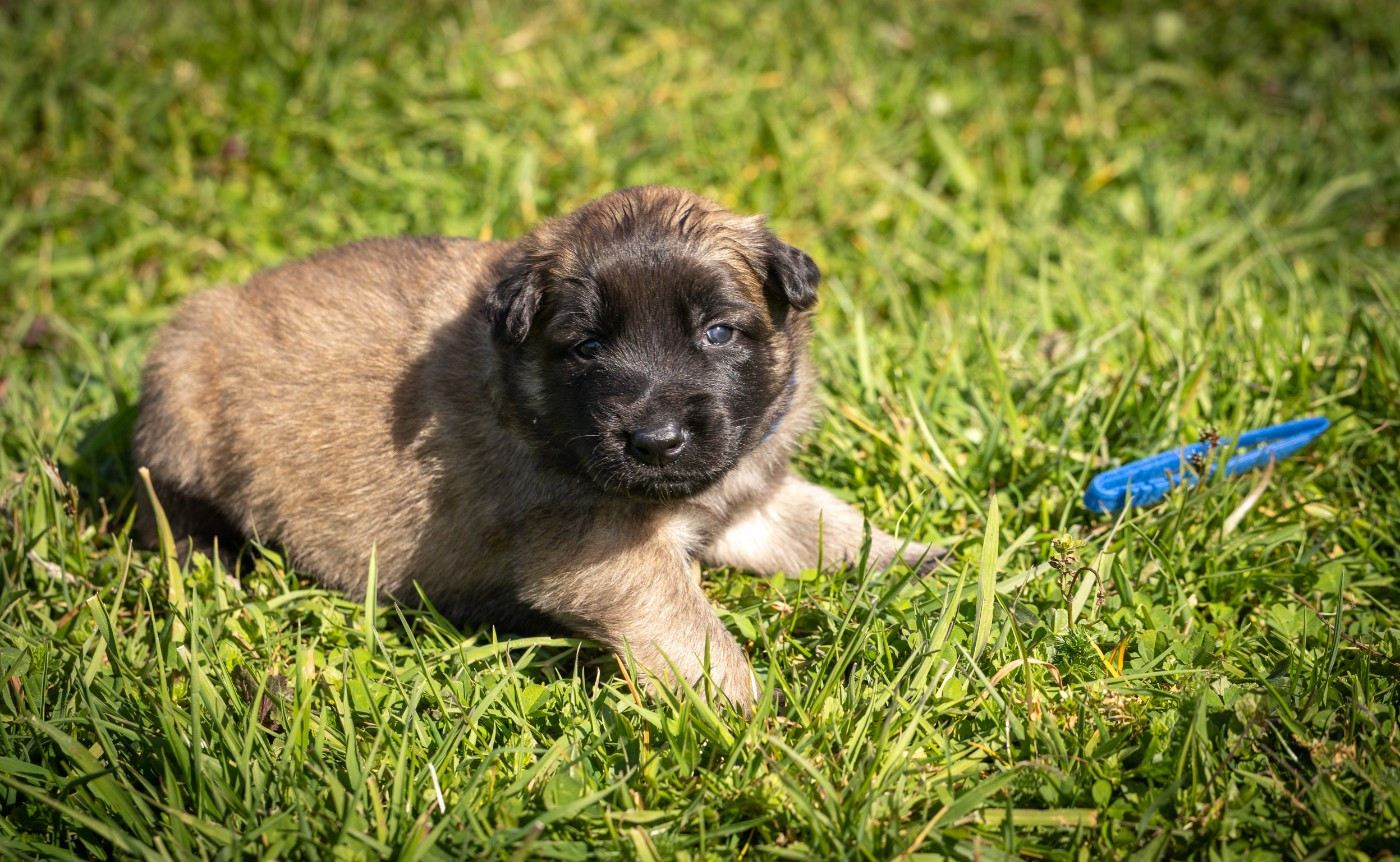 De La Vallée De Beauregard - Chiots disponibles - Berger Belge