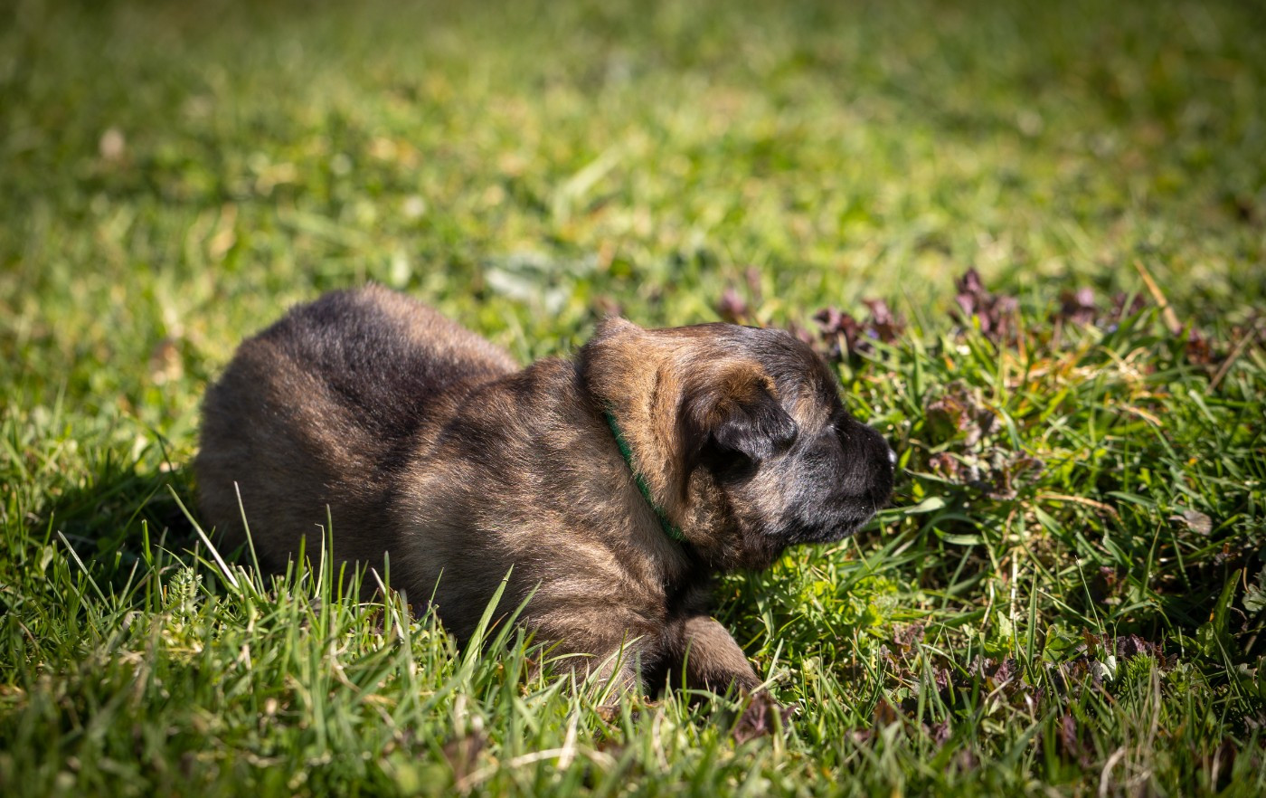 De La Vallée De Beauregard - Chiots disponibles - Berger Belge