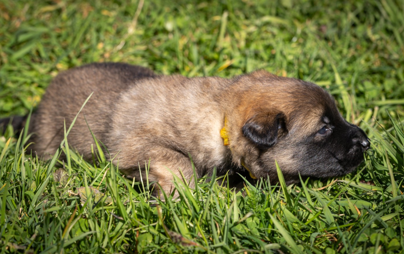 De La Vallée De Beauregard - Chiots disponibles - Berger Belge