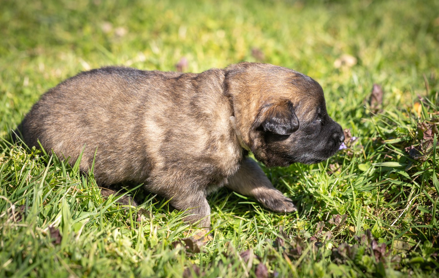 De La Vallée De Beauregard - Chiots disponibles - Berger Belge