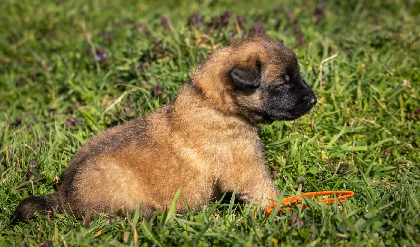 De La Vallée De Beauregard - Chiots disponibles - Berger Belge