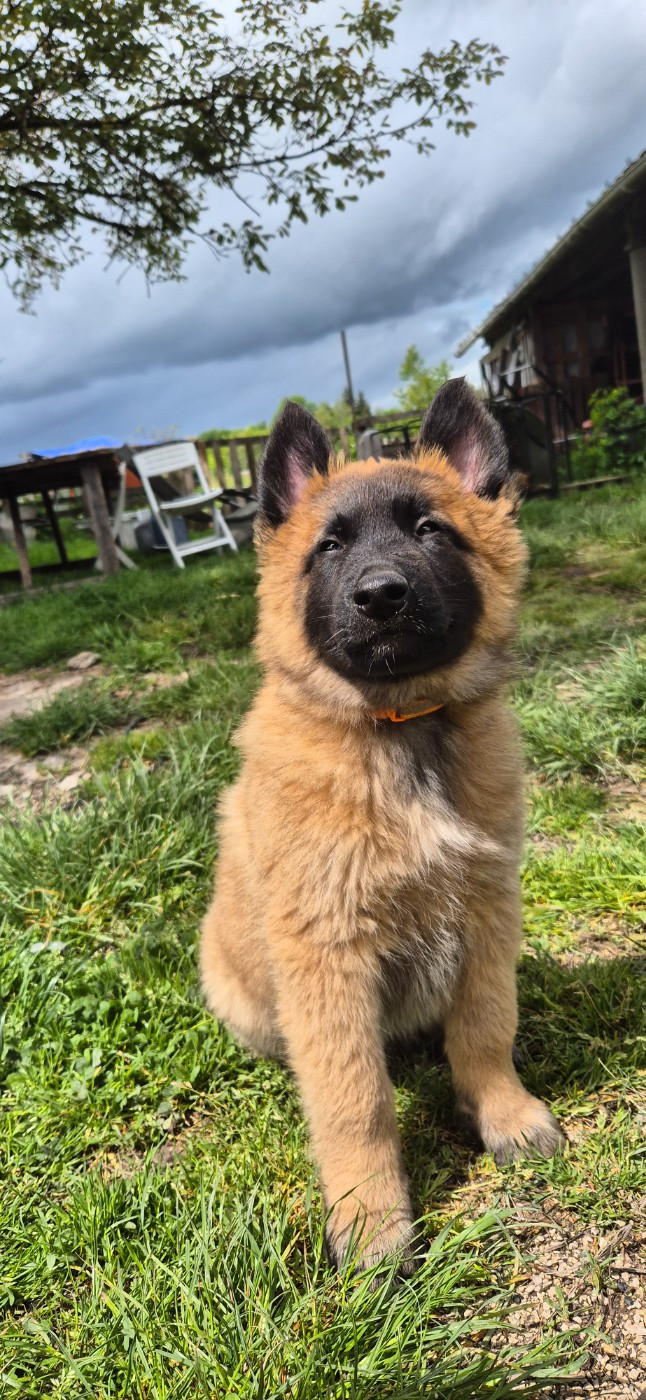 De La Vallée De Beauregard - Chiots disponibles - Berger Belge