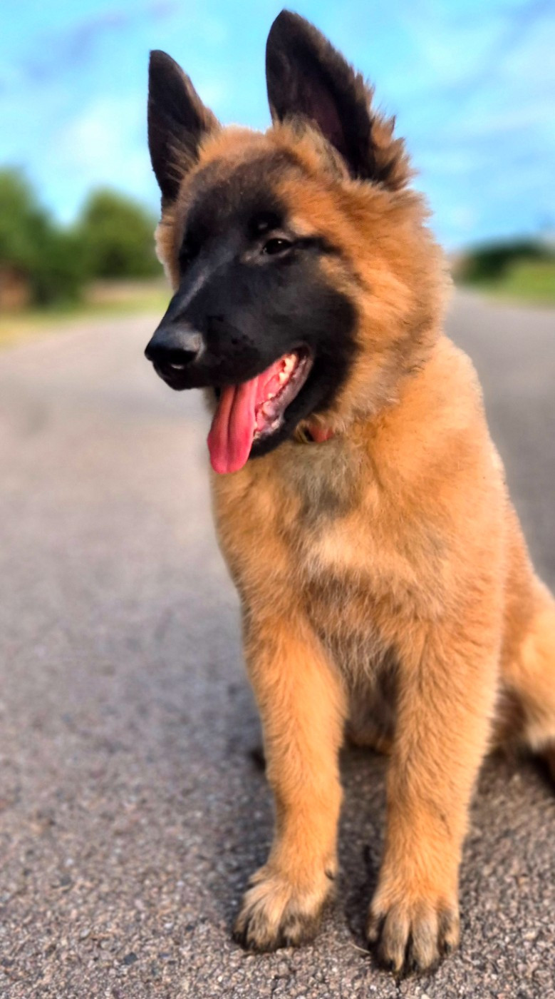 De La Vallée De Beauregard - Chiots disponibles - Berger Belge